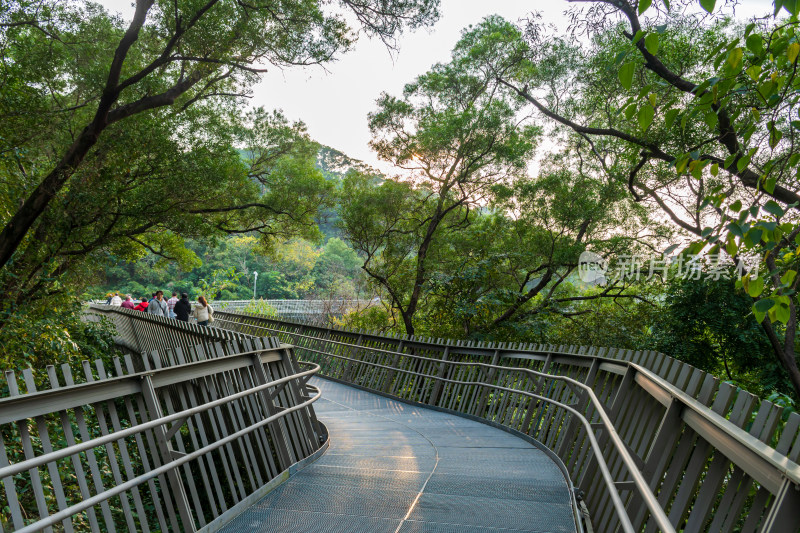 福州福道山林中蜿蜒的观景步道