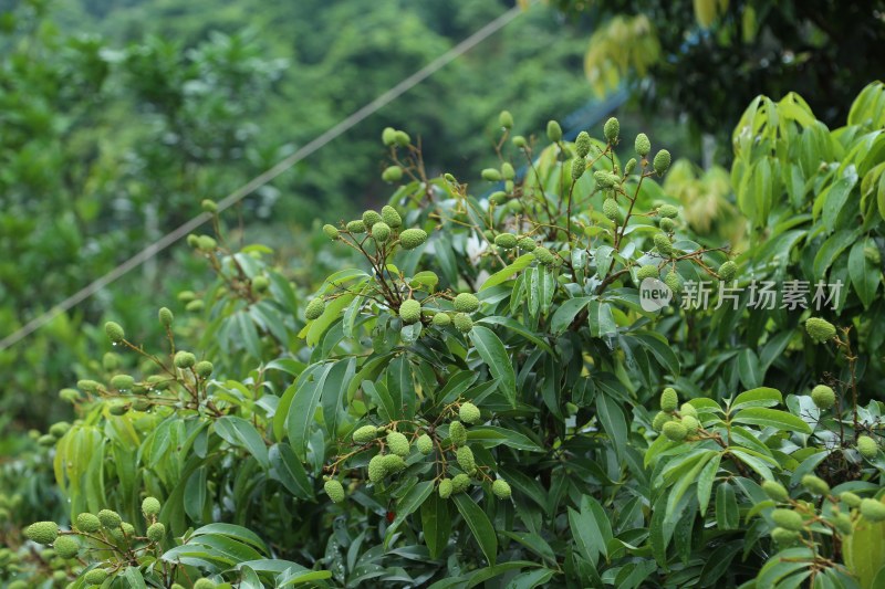 荔枝园里的荔枝树