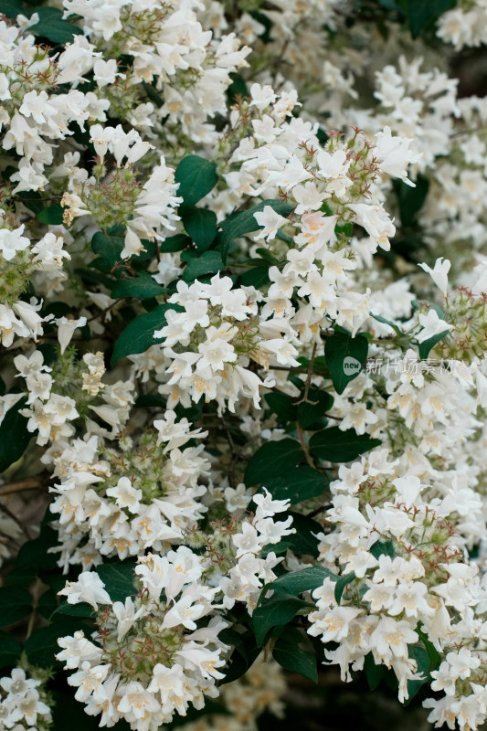 北京国家植物园猬实花