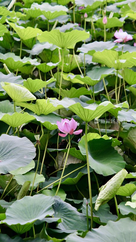 池塘荷花