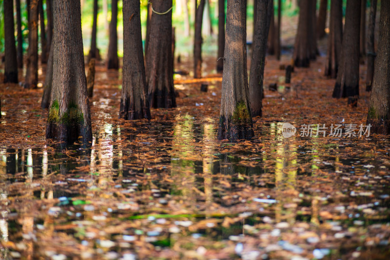 水中林立的树木呈现独特的湿地景观