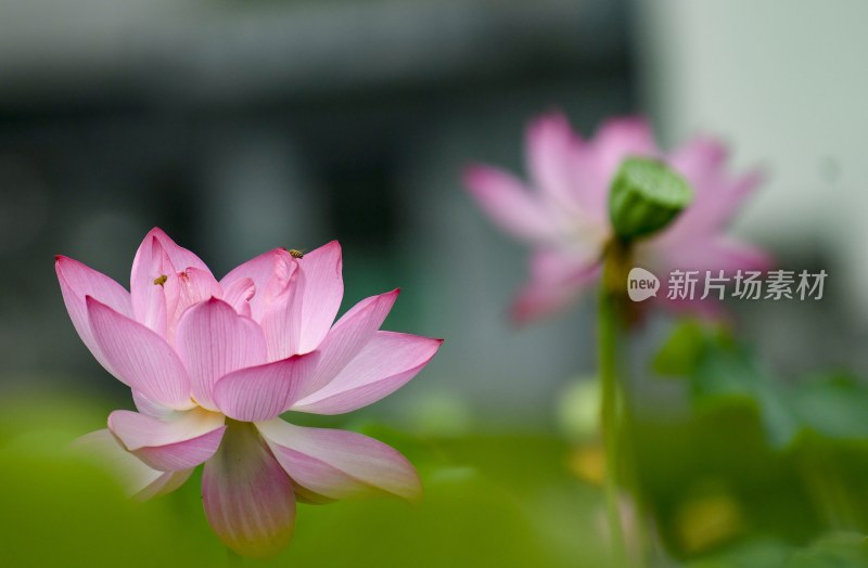 重庆酉阳：夏日荷花别样红