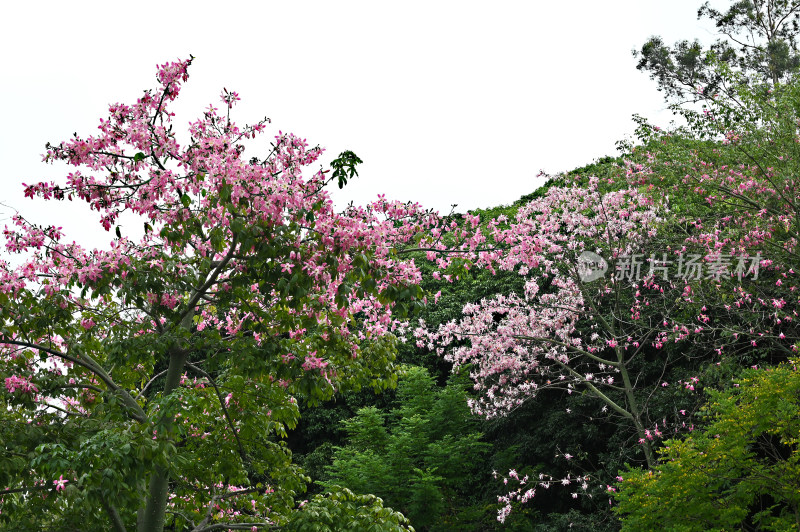 盛开的粉色木棉花树木景观