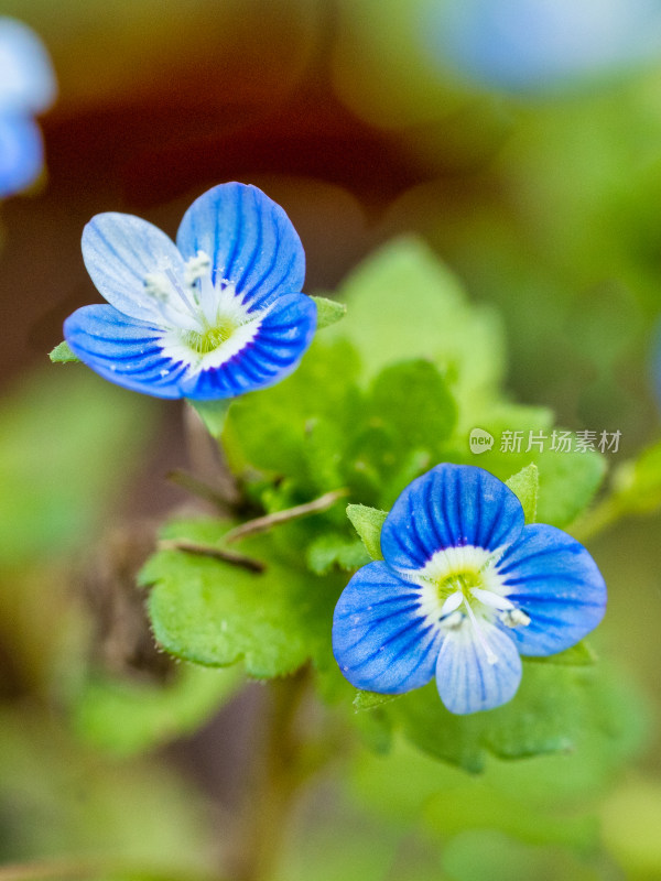 阿拉伯婆婆纳开花特写