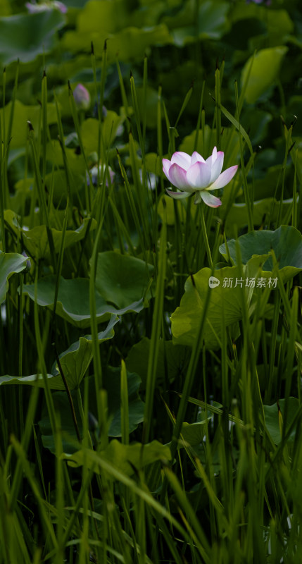 夏季公园荷塘荷叶丛中荷花特写