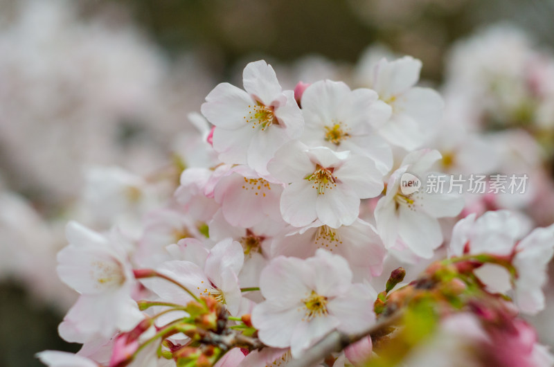 春天盛开的樱花