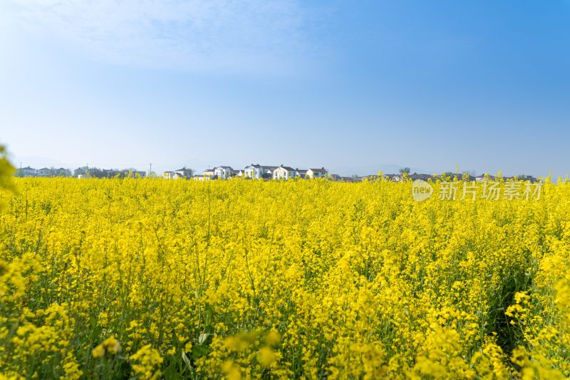 油菜花田