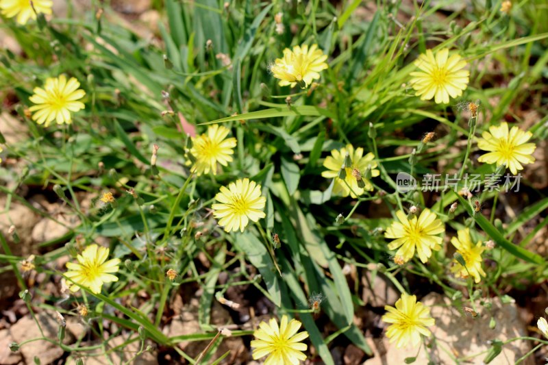 野生苦菜开花