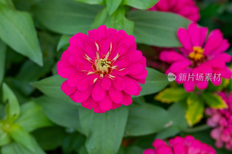 花坛中，盛开的百日菊特写