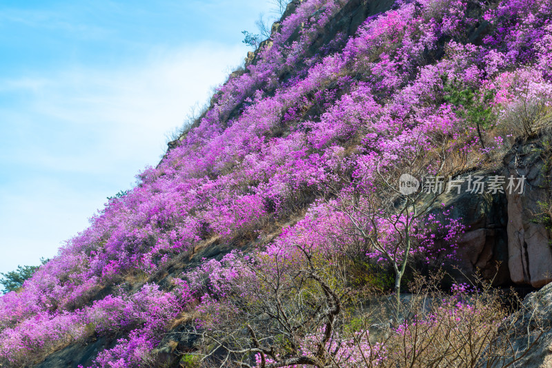 青岛大珠山杜鹃花风光