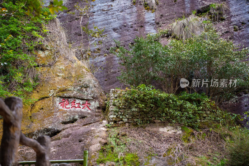 茶叶茶树大红袍茶山茶园