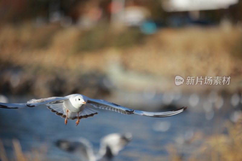 展翅飞翔的海鸥