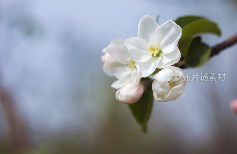 鲜花梨花盛开