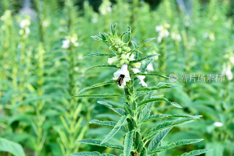 生长中的芝麻，芝麻种植