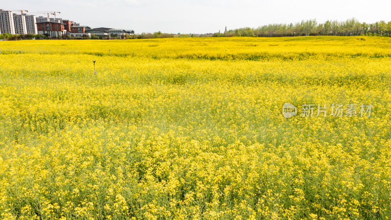 油菜花航拍