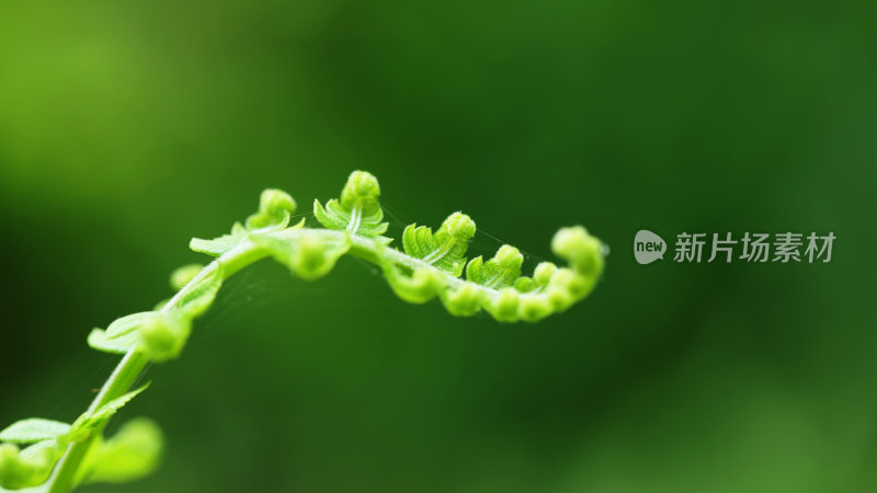 蕨草-绿如意