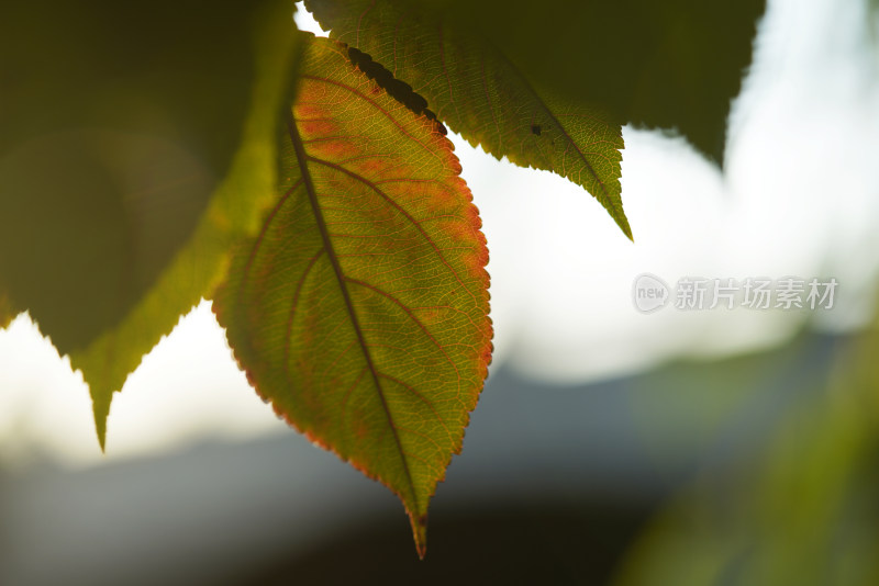 绿色叶片微距特写