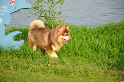 草地露营时行走的阿拉斯加犬