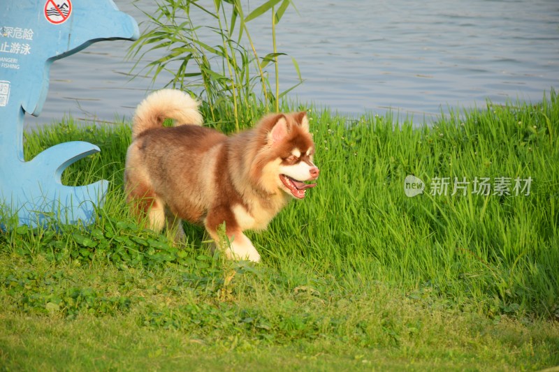 草地露营时行走的阿拉斯加犬