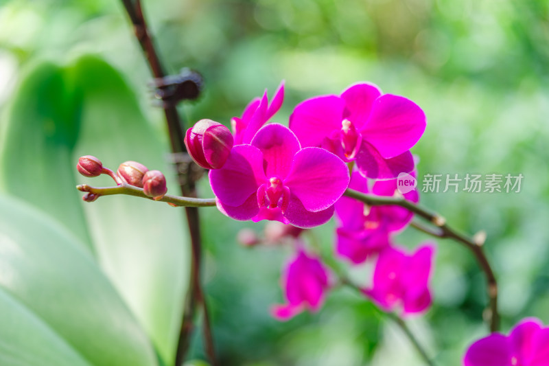 广州麓湖公园麓湖花园粉红色蝴蝶兰鲜花植物