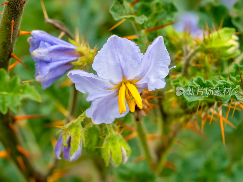 武汉植物园里的蒜芥茄开花特写