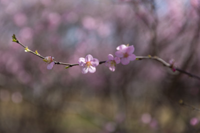 阳光花卉自然景色