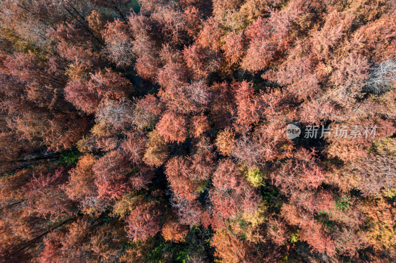 深圳大山陂水库水杉林秋色