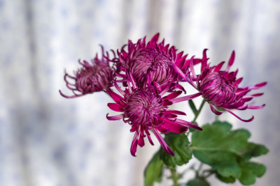 室内盆栽静物菊花，花朵秋天紫色宁静背景