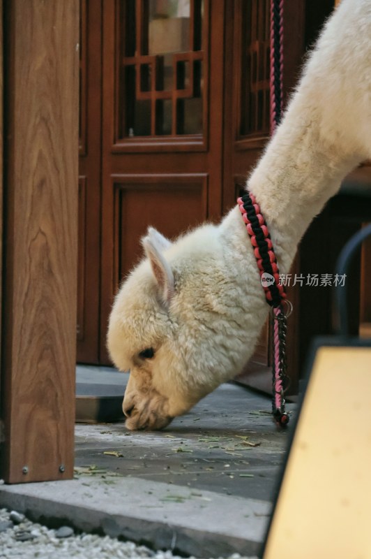 戴着项圈的羊驼低头在门口进食