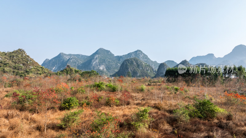 秋天阳光下桂林喀斯特山谷中的乌桕树和红叶