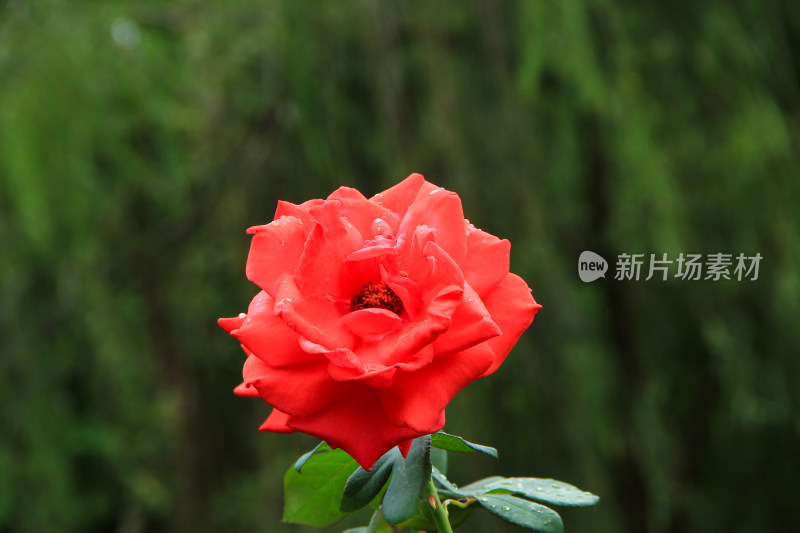 雨后新清的玫瑰花