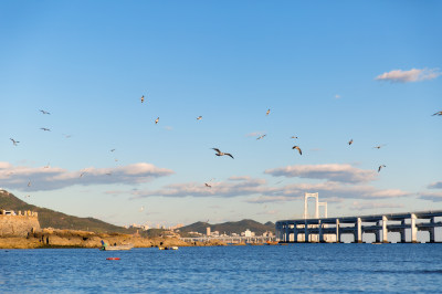 大连黑石礁公园海面上飞翔的海鸥