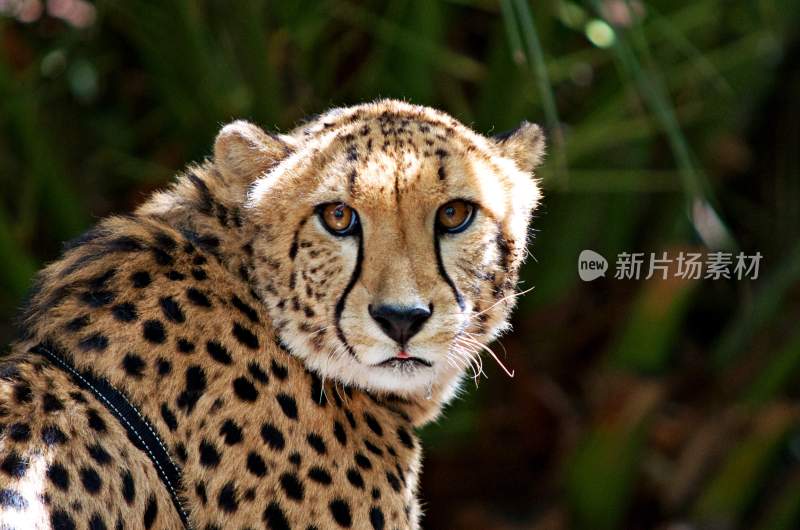 野生动物豹子猎豹猎食动物