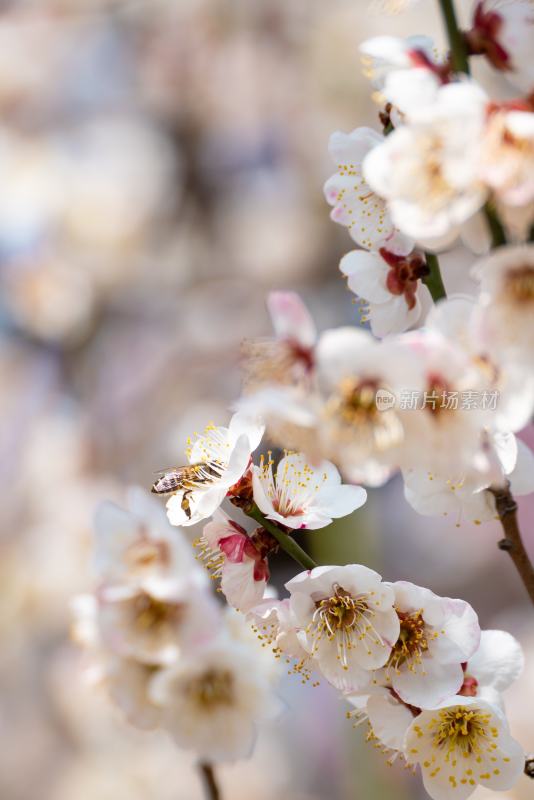 梅花与蜜蜂特写