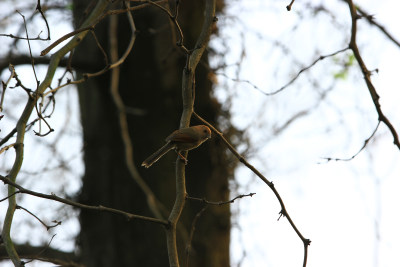 树枝上的小鸟