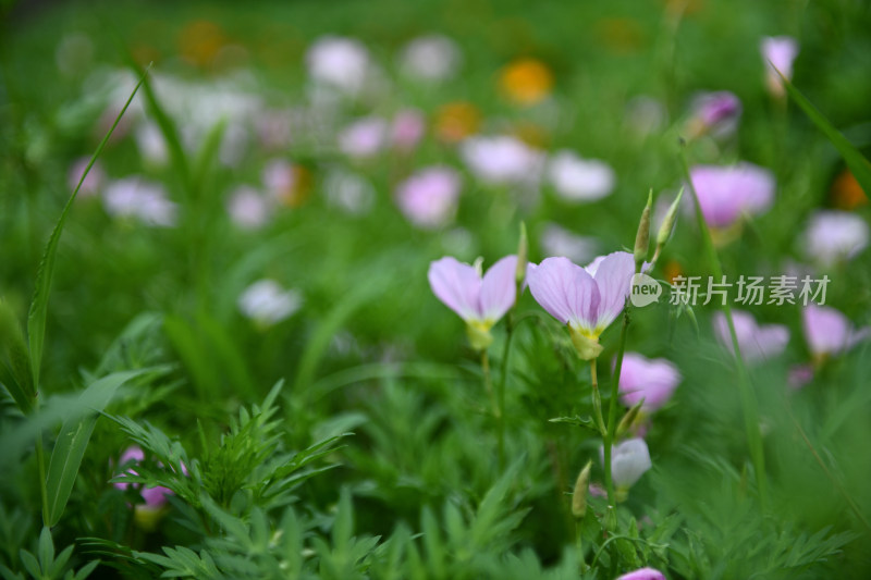 盛开的粉色月见草花