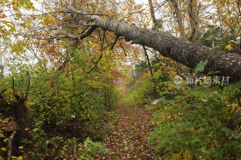 秋天树林里的小路