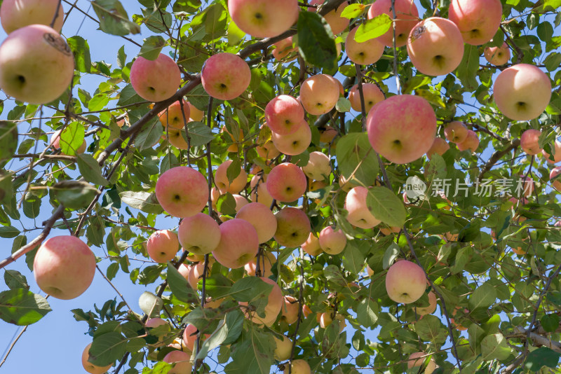 秋天果园里树上挂满红苹果农村农业种植水果