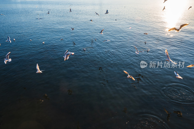 海上日出逆光大海飞翔海鸥