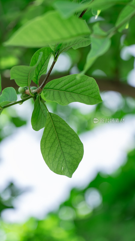 夏天绿色小清新壁纸