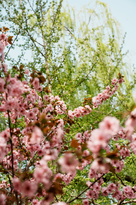 北京玉渊潭公园樱花节樱花