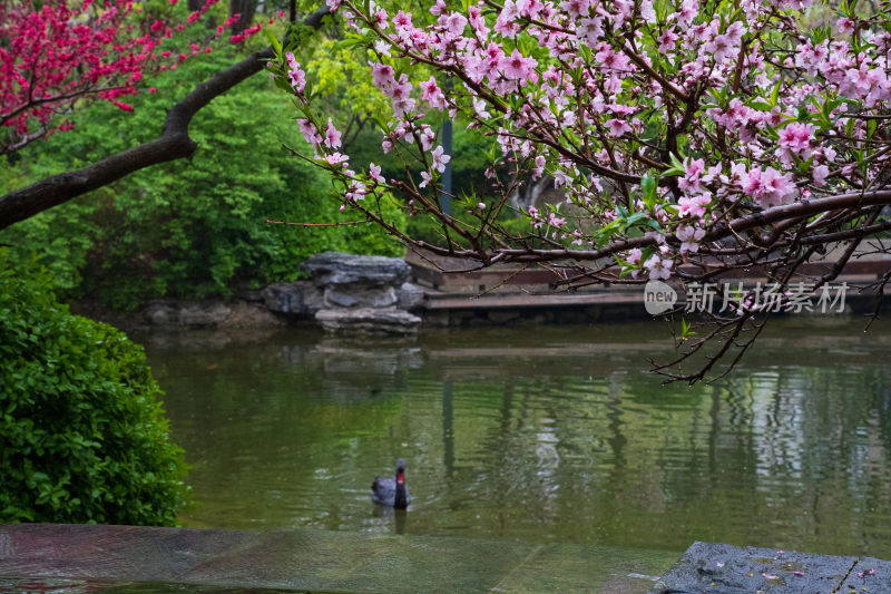 春日池塘边桃花盛开的自然景观