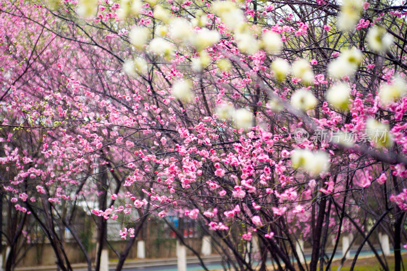 粉红梅花盛开