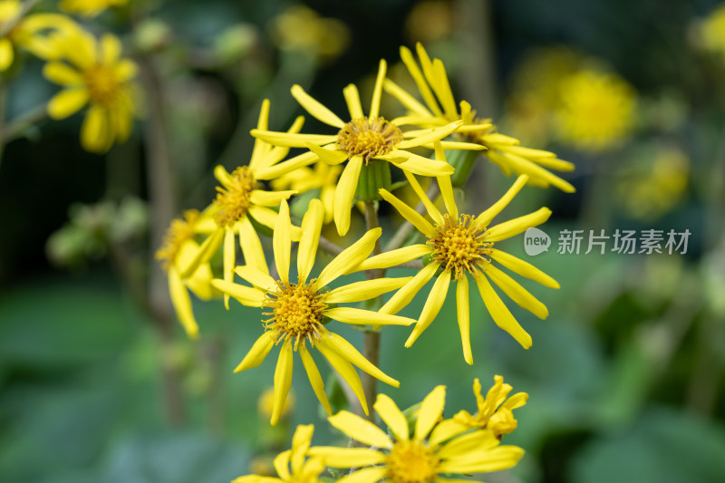 秋天的吴风草开花特写