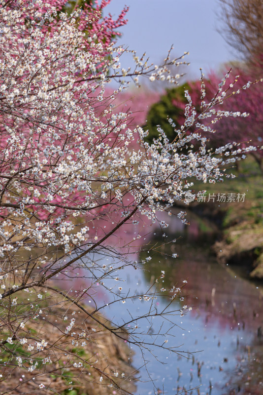 花开海上梅花节