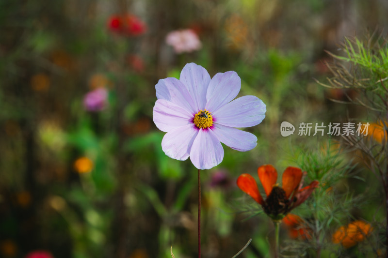 盛开的白色波斯菊特写