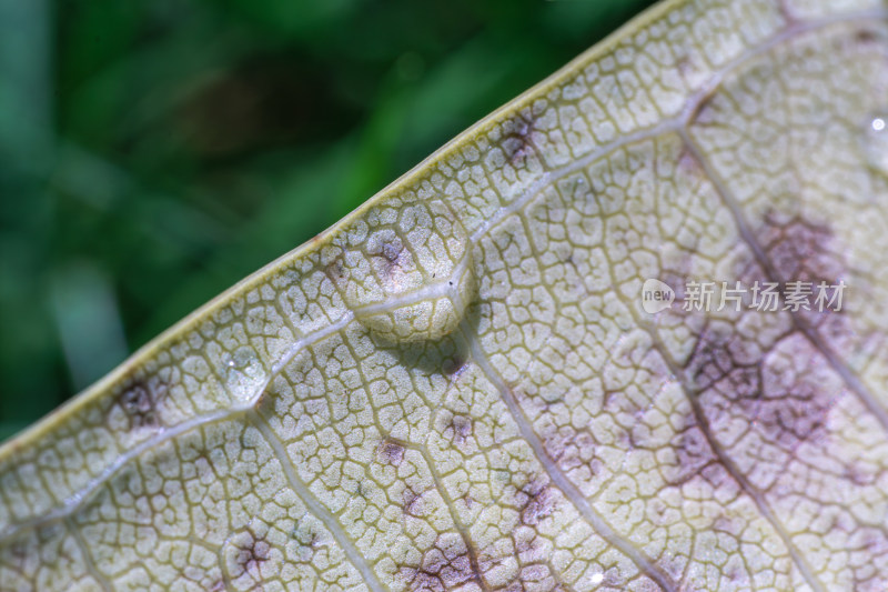 叶上雨滴的特写镜头