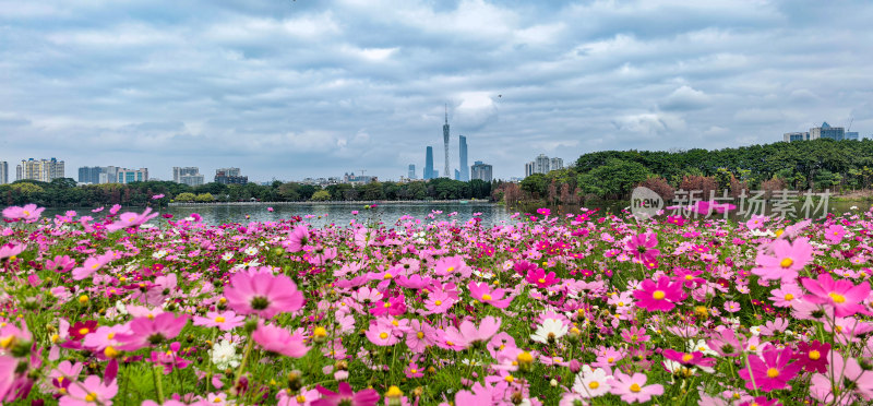 广州市海珠湖公园内盛开的格桑花