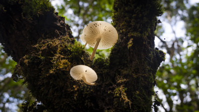 蘑菇 野生菌 真菌  山珍 美食 大自然 森林