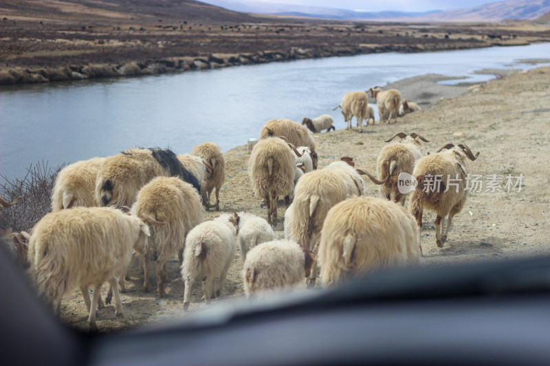 318川藏公路边放羊的藏族家庭和羊群